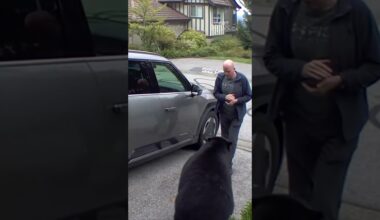 B.C. man has very close encounter with black bear