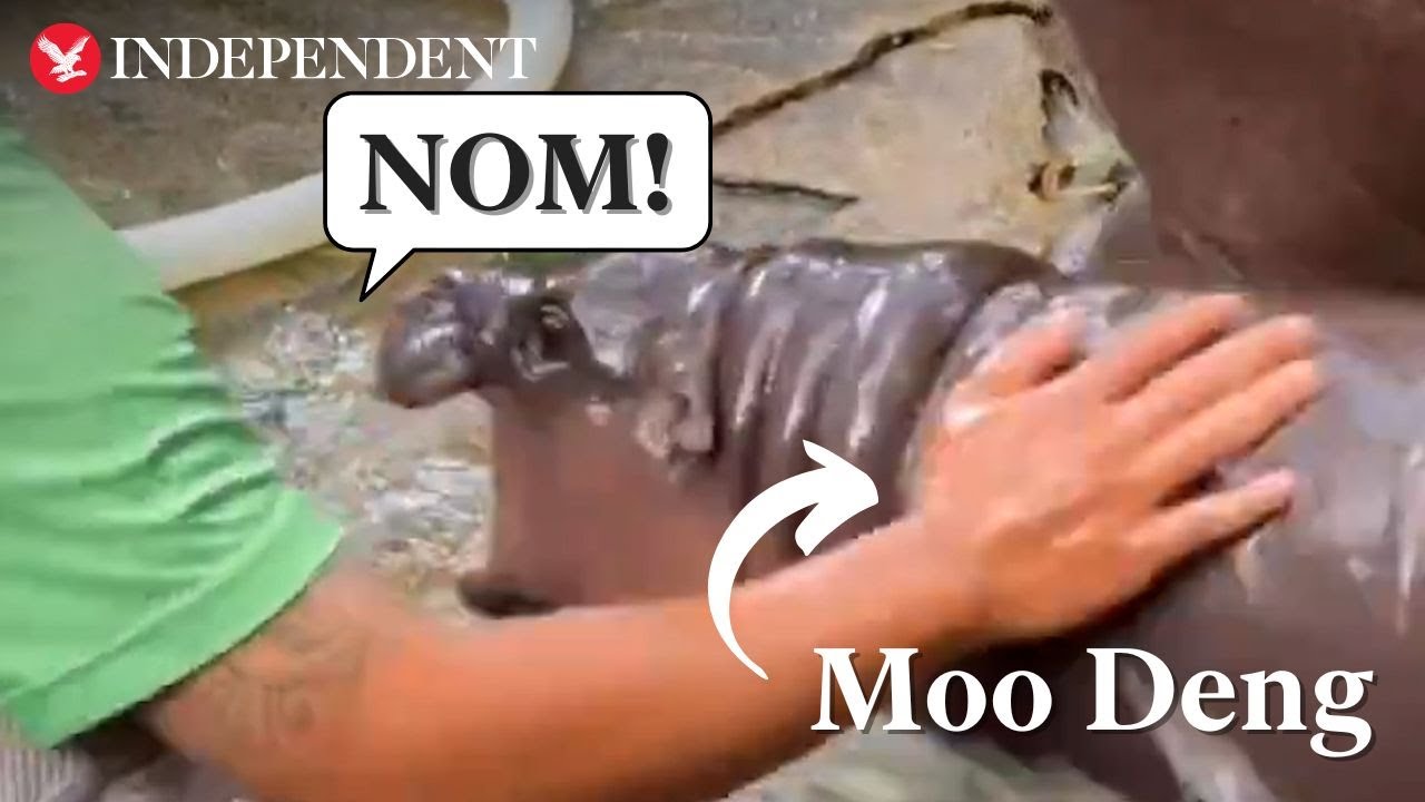 Moo Deng tries to bite keeper and hose as she delights Thai zoo visitors