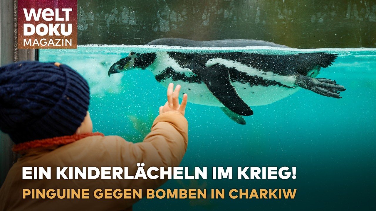 UKRAINE: Bomben fallen auf Charkiw, aber der Zoo bleibt offen! Pinguine trotzen dem Krieg! | MAGAZIN