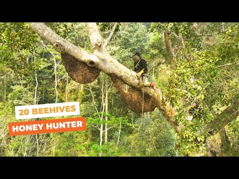 Have You Ever Seen What A Giant Tree With 20 Beehives Looks Like?