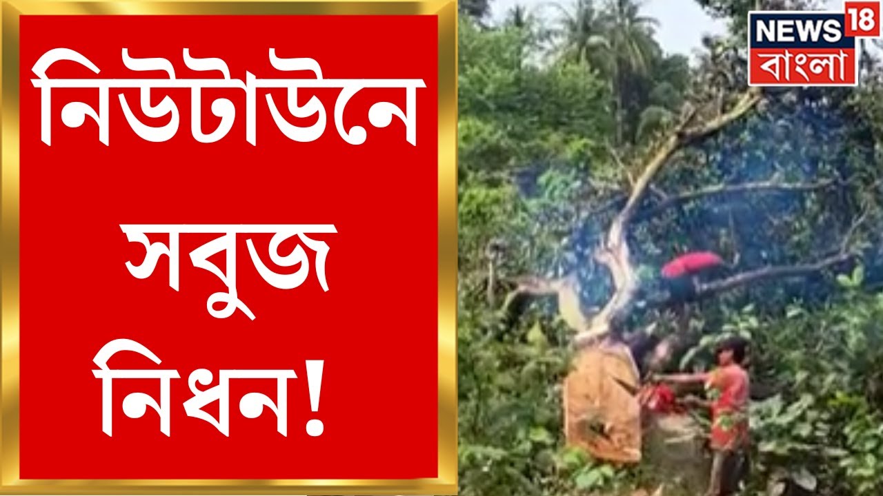 NewTown Deforestation : নিউটাউনে সবুজ নিধন! দেদার কাটা হচ্ছে একের পর এক বড় গাছ। Bangla News