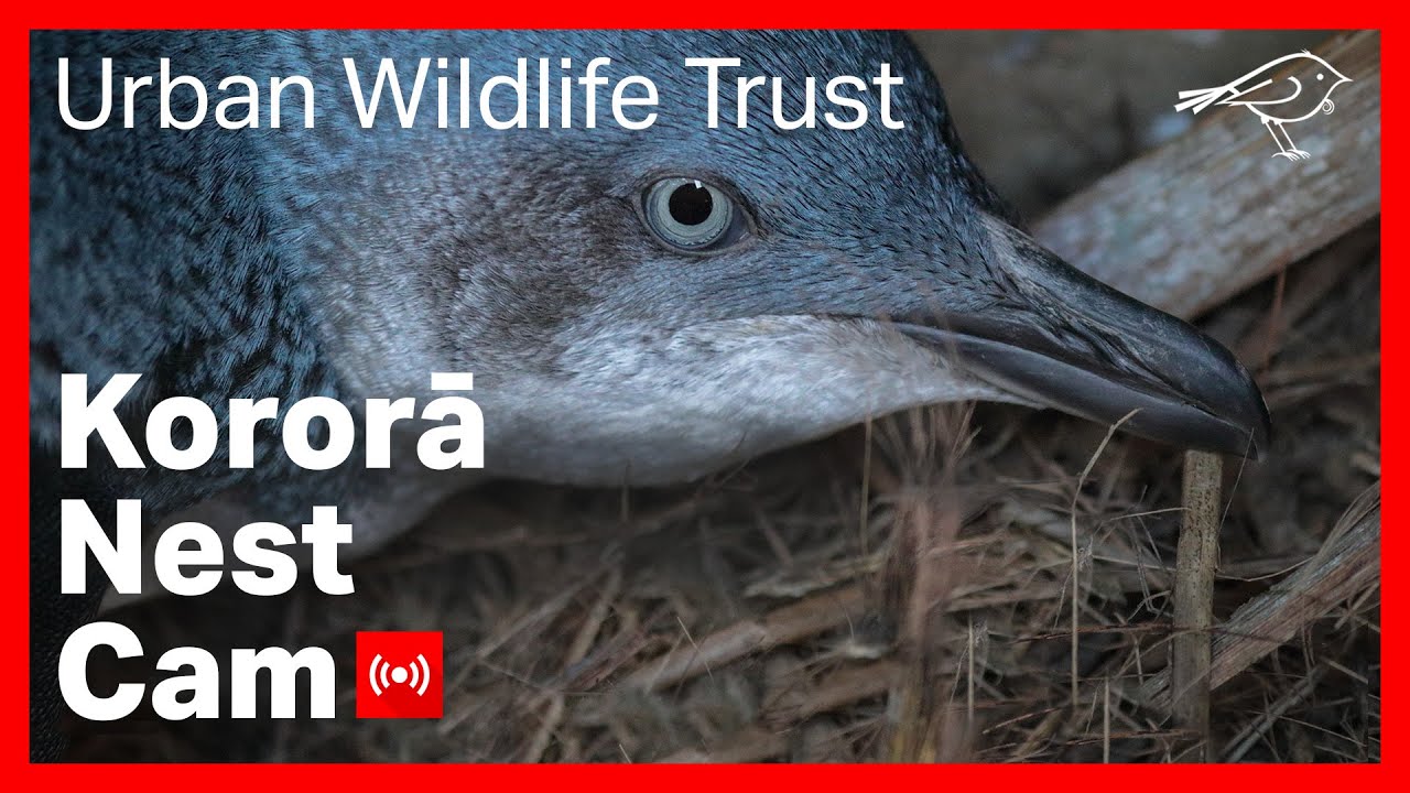 Kororā Little Blue Penguin Nest NIWA