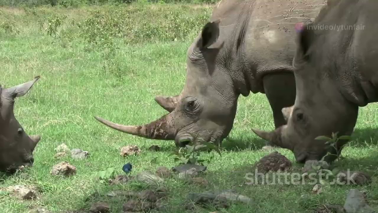 Uganda's Endangered Species: Conservation Challenges and Success Stories #animal2024 #wildlife