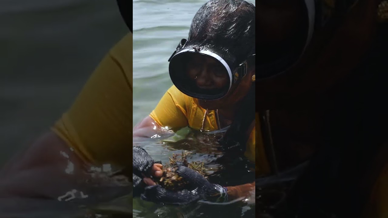 #seaweed  Farming with non native species in #gujarat #goa and #tamilnadu