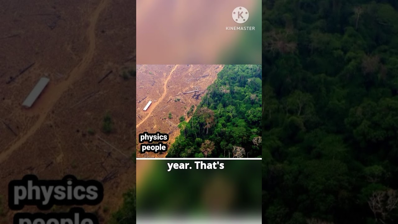 deforestation of AMAZON#rainforest
