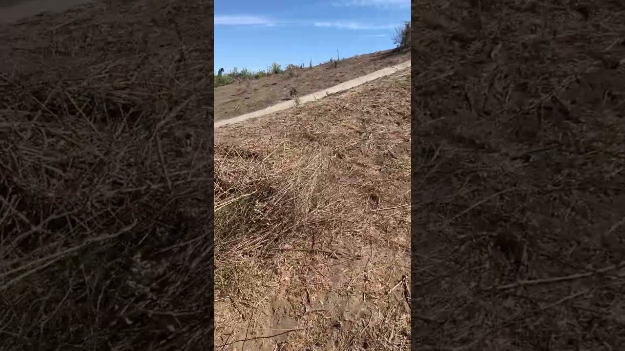 Big ol pile of invasive plants pulled out from community habitat restoration at Baldwin hills SP