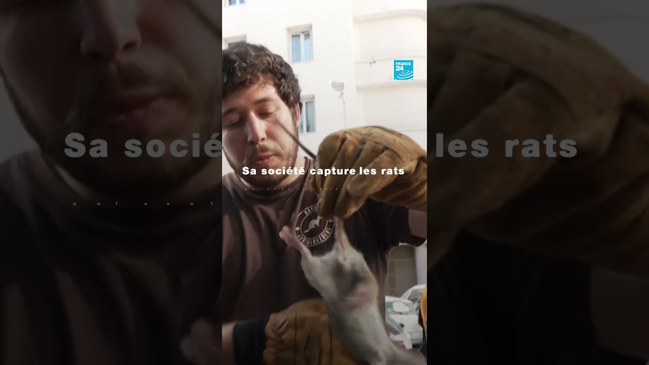 🐀 Marseille fait la chasse aux rats • FRANCE 24