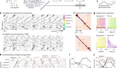 Visualization tool helps scientists spot neuronal activity patterns in mountains of data