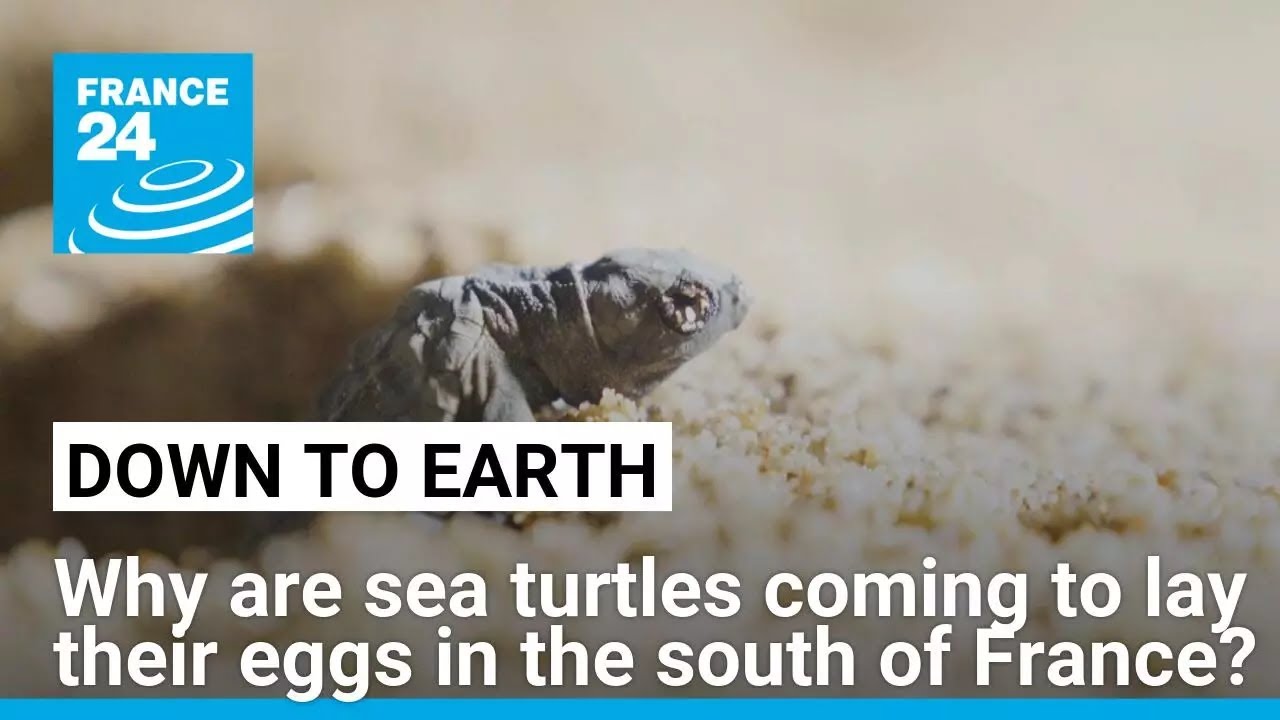 Hatching of baby turtles in south of France puzzles scientists • FRANCE 24 English