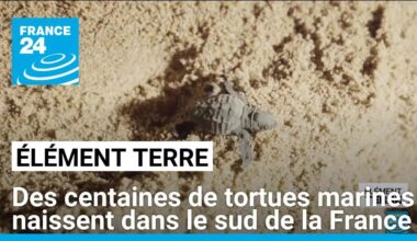 Des centaines de tortues marines naissent dans le sud de la France • FRANCE 24