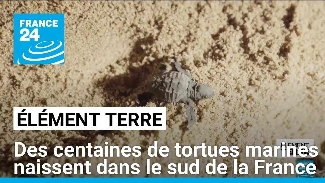 Des centaines de tortues marines naissent dans le sud de la France • FRANCE 24
