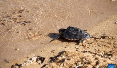 Three loggerhead turtles released back into sea in Malta-Xinhua