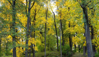 Otrdien Latvijā būs daudz saules, bet vietām īslaicīgi līs