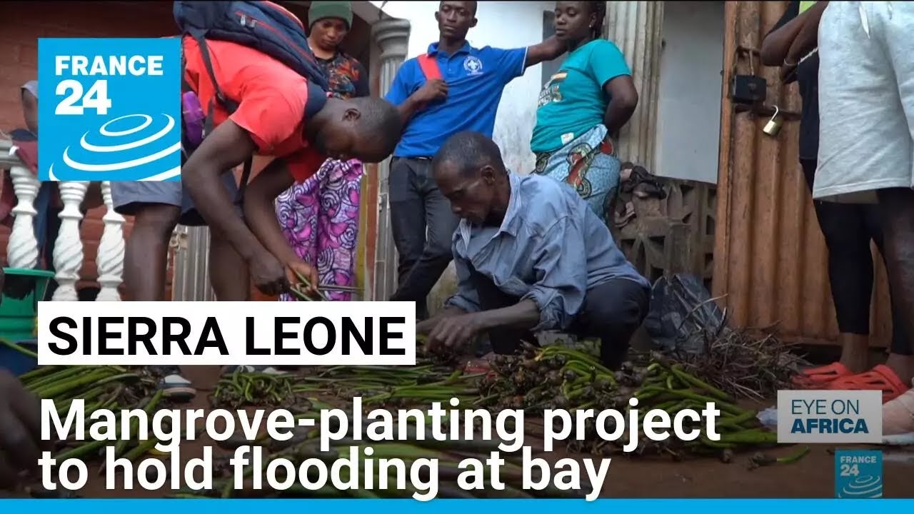 Mangrove-planting project to hold flooding at bay in Sierra Leone • FRANCE 24 English