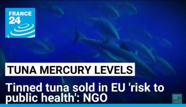Tinned tuna contaminated with mercury: NGOs • FRANCE 24 English