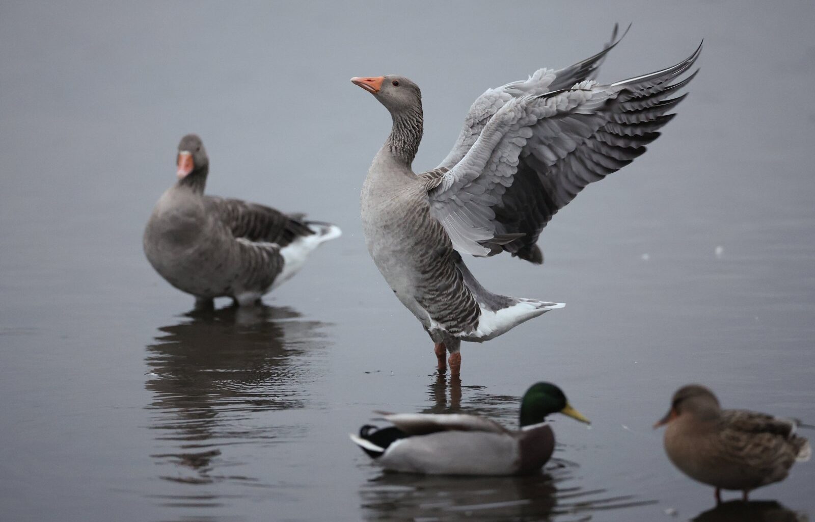Egyptian goose invasion sparks biodiversity alarm in France