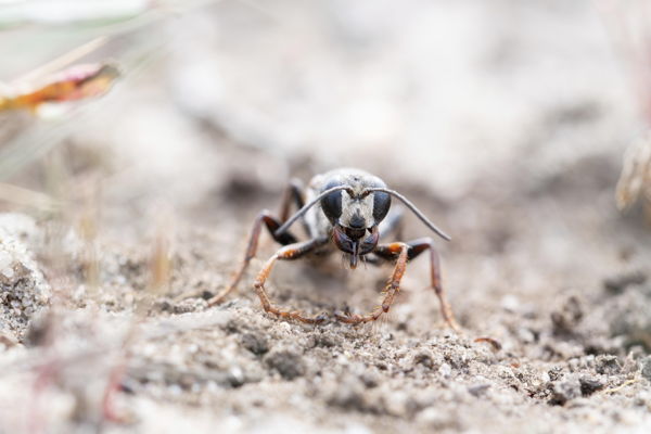 New wasp species found for first time in Belgium