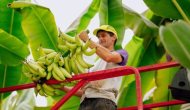 Chiquita Helps Create a New Banana Called Yelloway One