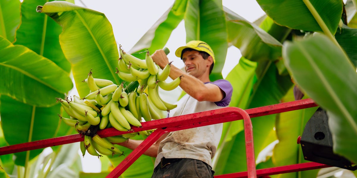 Chiquita Helps Create a New Banana Called Yelloway One
