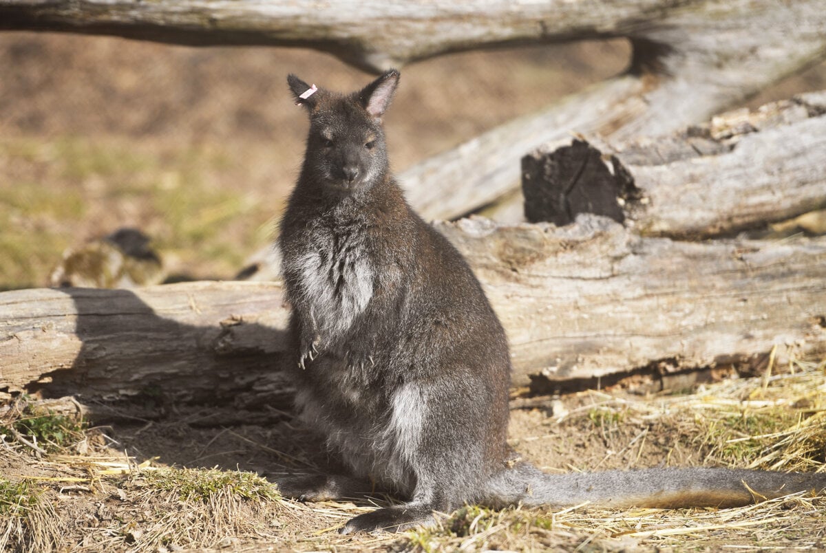 Slovakia’s unlikely visitor survived winter but not the road