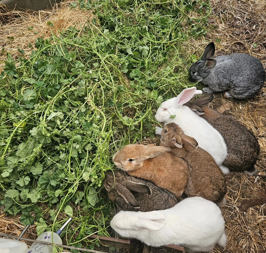O'Neill: Living soil produces health • The Mendocino Voice