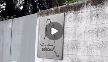 Futebol & Adopção de Animais