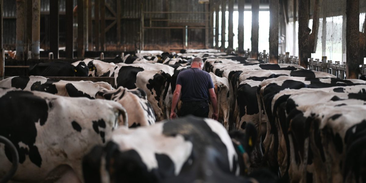 German sheep farmers are describing this virus as the 'most aggressive' they've seen in over a decade