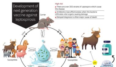 NIAB scientists working on next generation vaccine against ‘Leptospirosis’