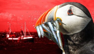 Starmer facing fresh post-Brexit row with EU over saving Britain’s puffins