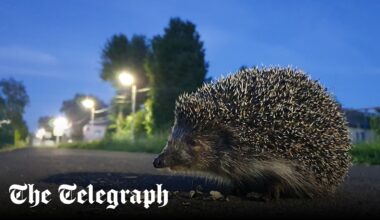 Hedgehog extinction fears grow as population plummets in Europe