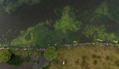 An aerial image of Lough Neagh. The water has large green blooms of algae.