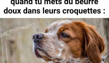 "La gloire de mon ker", Marcel Epagneul