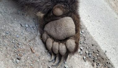 Česká zoo podala sťažnosť na Slovensko kvôli odstrelu tatranských šeliem. Bude sa ňou zaoberať eurokomisia - Domáce - Správy
