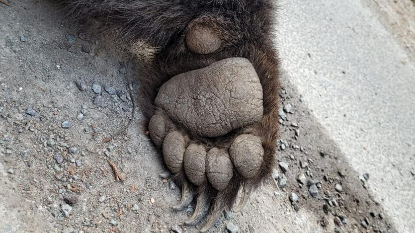 Česká zoo podala sťažnosť na Slovensko kvôli odstrelu tatranských šeliem. Bude sa ňou zaoberať eurokomisia - Domáce - Správy