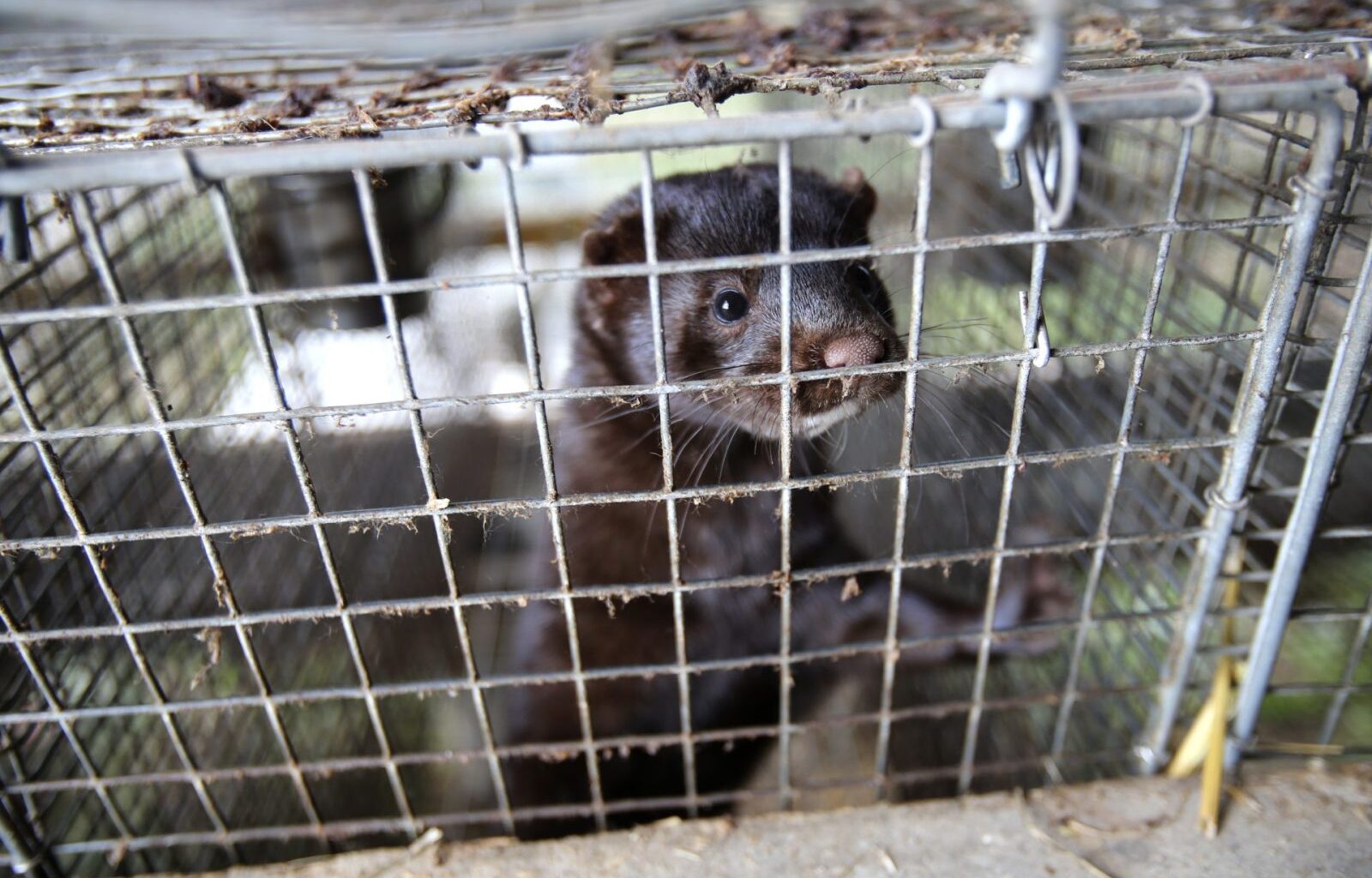 Romania Bans Fur Farming in a Landmark Animal Rights Victory! – One Green Planet