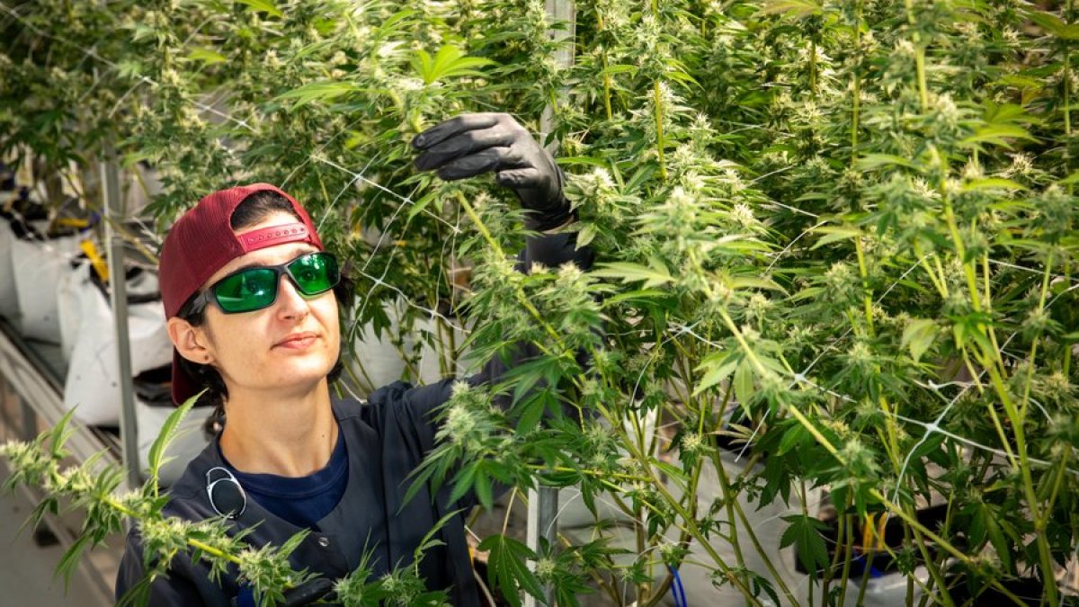 Cannabis business licenses being surrendered – NBC Boston