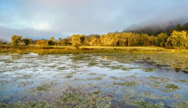 Wet Land