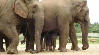 Overcrowding of elephants in Odisha forests leads to human-animal conflicts: Official