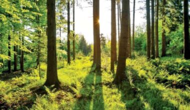 green stimulus initiative has led to the generation of 87 000 environment friendly jobs for the youth photo file