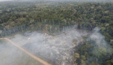 Blocking deforestation law could make EU look ‘ridiculous’, former commissioner warns