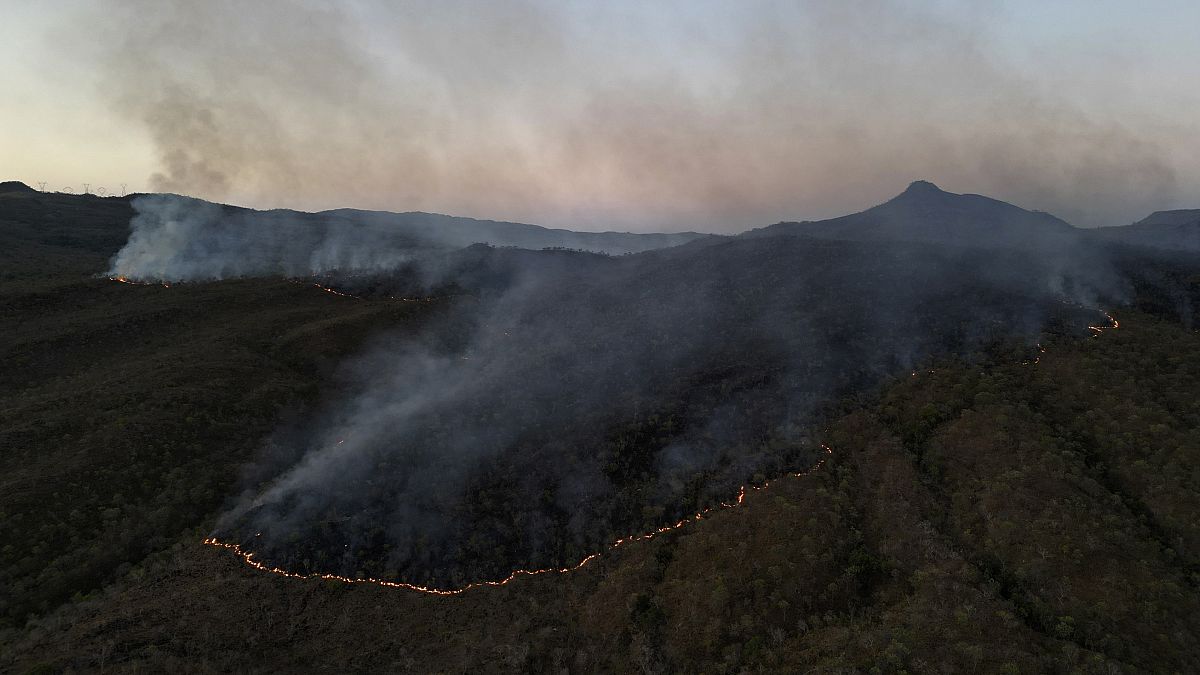 EU deforestation law postponed and diluted by Parliament