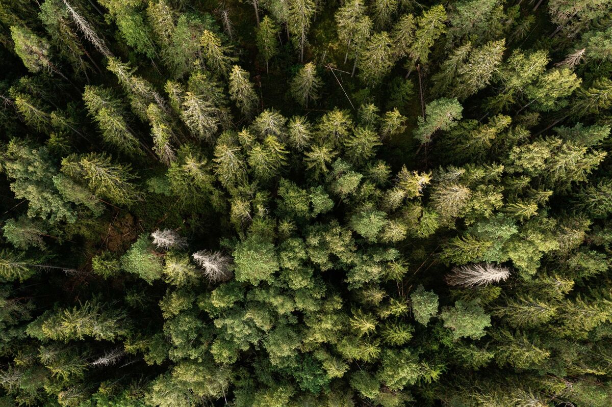 ICE Delays Changes on Uncertainty Over EU Deforestation Plan (EUDR)