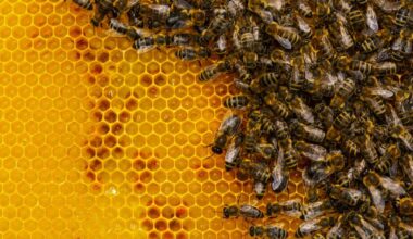 Bees Complicate Meta's Nuclear-Powered AI Plans
