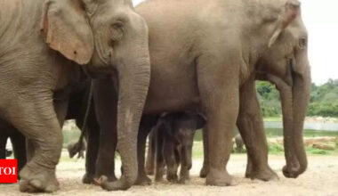 Overcrowding of elephants in Odisha forests leads to human-animal conflicts: Official | Bhubaneswar News