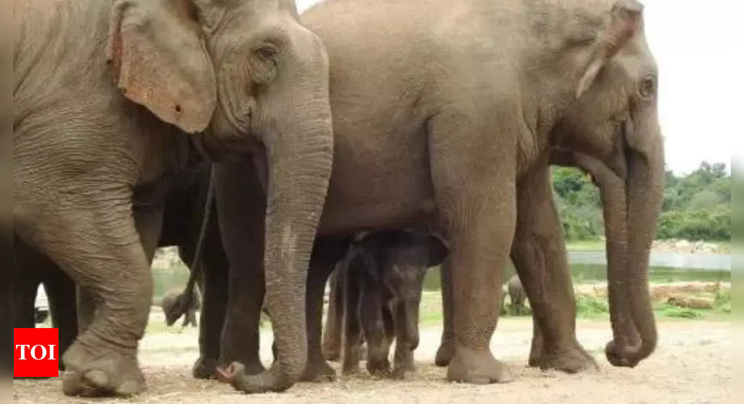 Overcrowding of elephants in Odisha forests leads to human-animal conflicts: Official | Bhubaneswar News