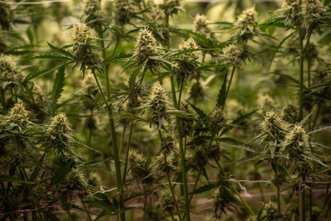 Marijuana grows in the flower room at Great Smoky Cannabis in Cherokee, North Carolina.
