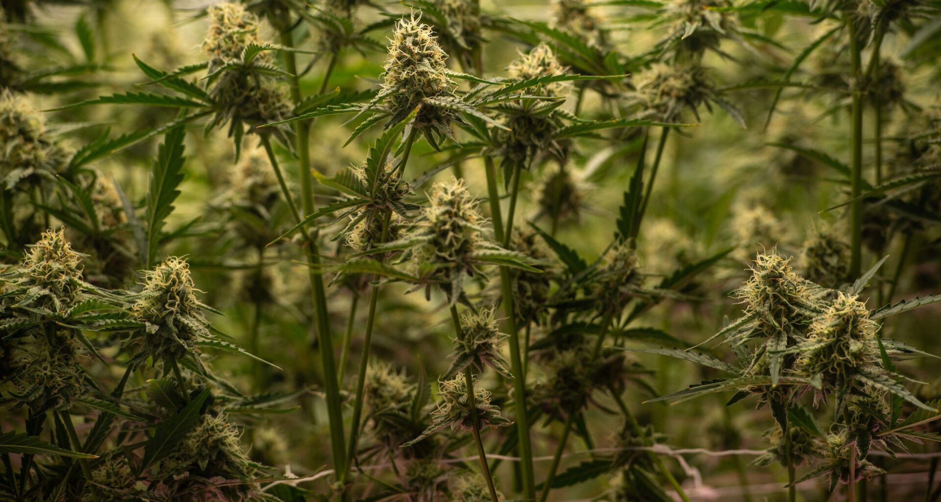 Where marijuana is on 2024 ballot