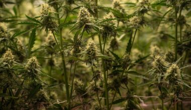 Where marijuana is on 2024 ballot