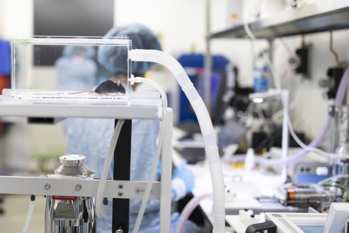 Campaigners make another attempt to ban animal testing in Switzerland