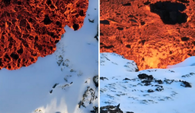 Mesmerising video shows lava flowing over snow in Iceland, internet baffled by viral clip | Trending